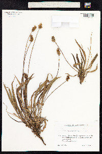 Plantago lanceolata image