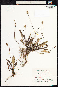 Plantago lanceolata image