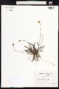 Plantago lanceolata image
