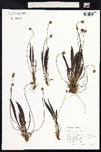 Plantago lanceolata image
