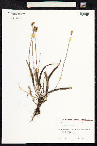 Plantago lanceolata image