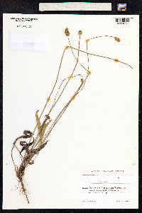 Plantago lanceolata image