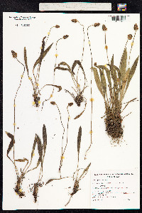 Plantago lanceolata image
