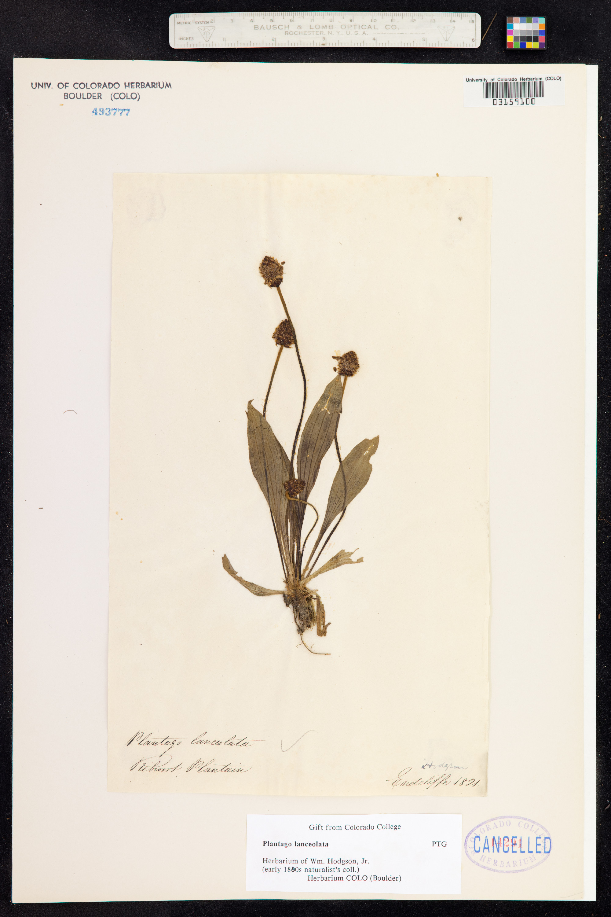 Plantago lanceolata image