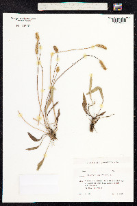 Plantago lanceolata image