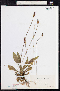 Plantago lanceolata image