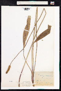 Plantago lanceolata image
