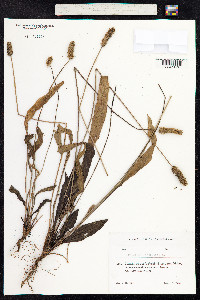 Plantago lanceolata image