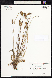 Plantago lanceolata image
