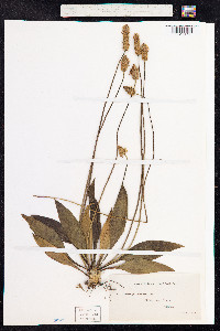 Plantago lanceolata image