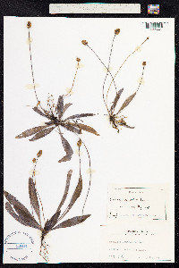 Plantago lanceolata image