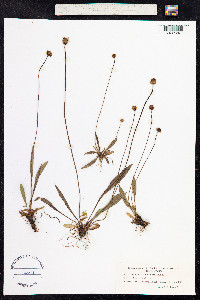Plantago lanceolata image