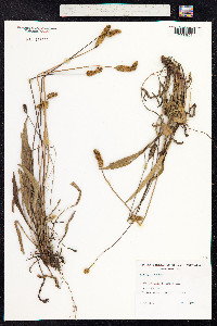 Plantago lanceolata image