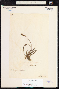 Plantago maritima image