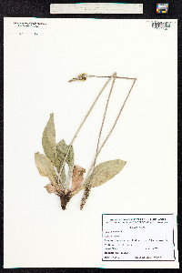 Plantago media image