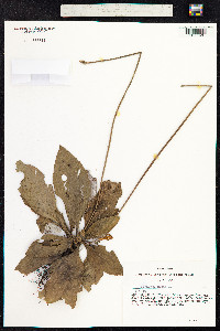 Plantago media image