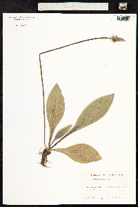 Plantago media image