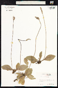 Plantago media image