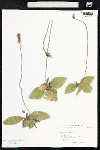 Plantago media image