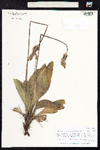 Plantago media image