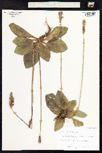 Plantago media image