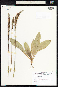 Plantago media image