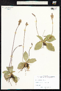 Plantago media image