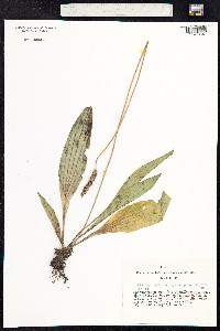 Plantago media image
