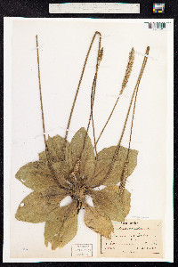 Plantago media image