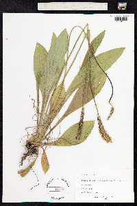 Plantago media image