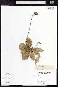 Plantago media image