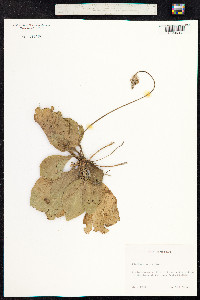 Plantago media image