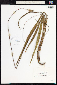 Plantago lanceolata image