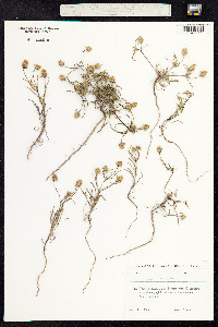 Plantago psyllium image