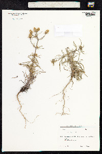 Plantago psyllium image