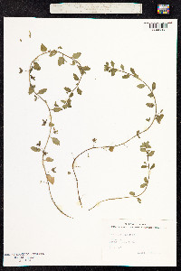 Veronica agrestis image