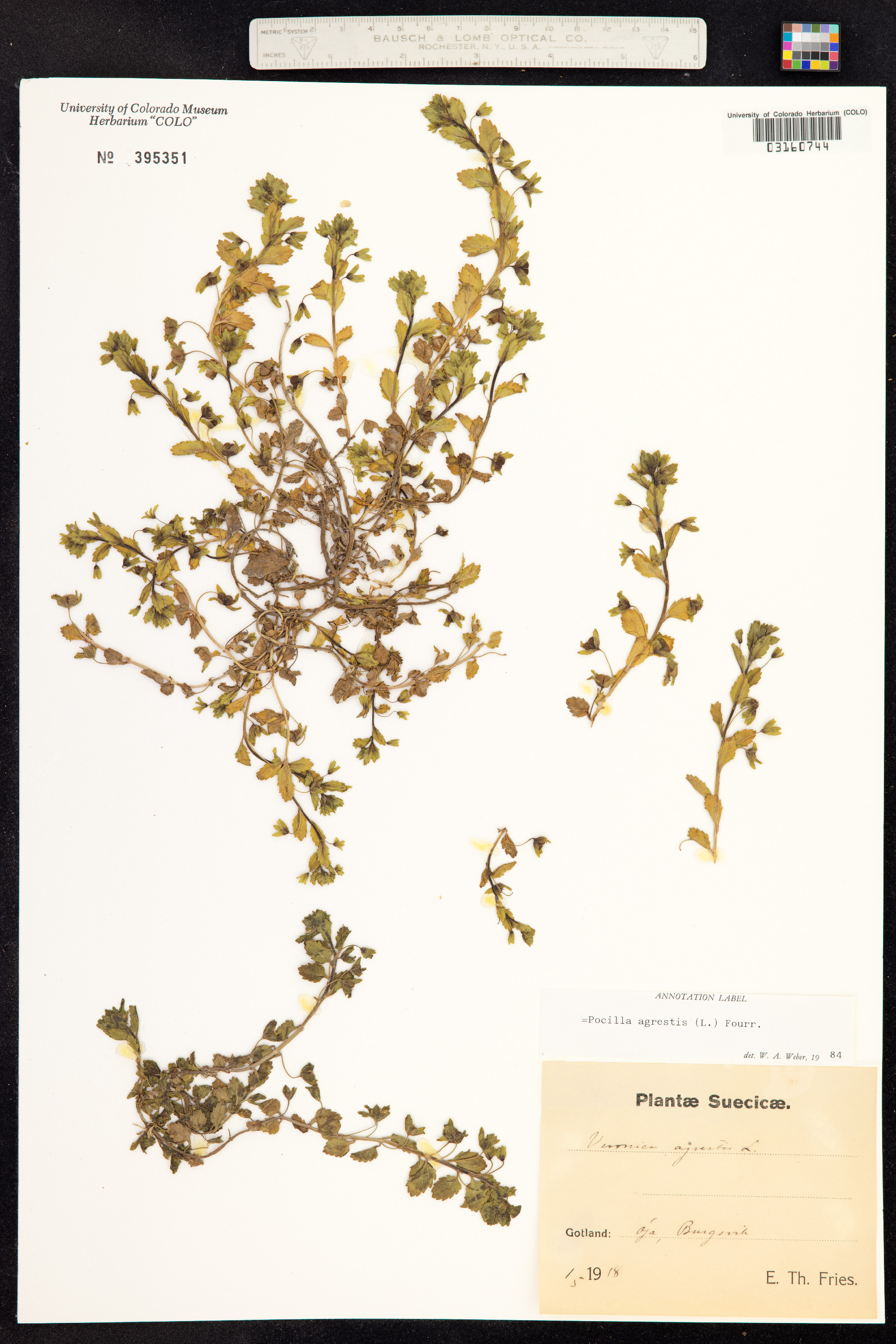 Veronica agrestis image