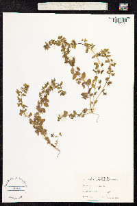 Veronica agrestis image
