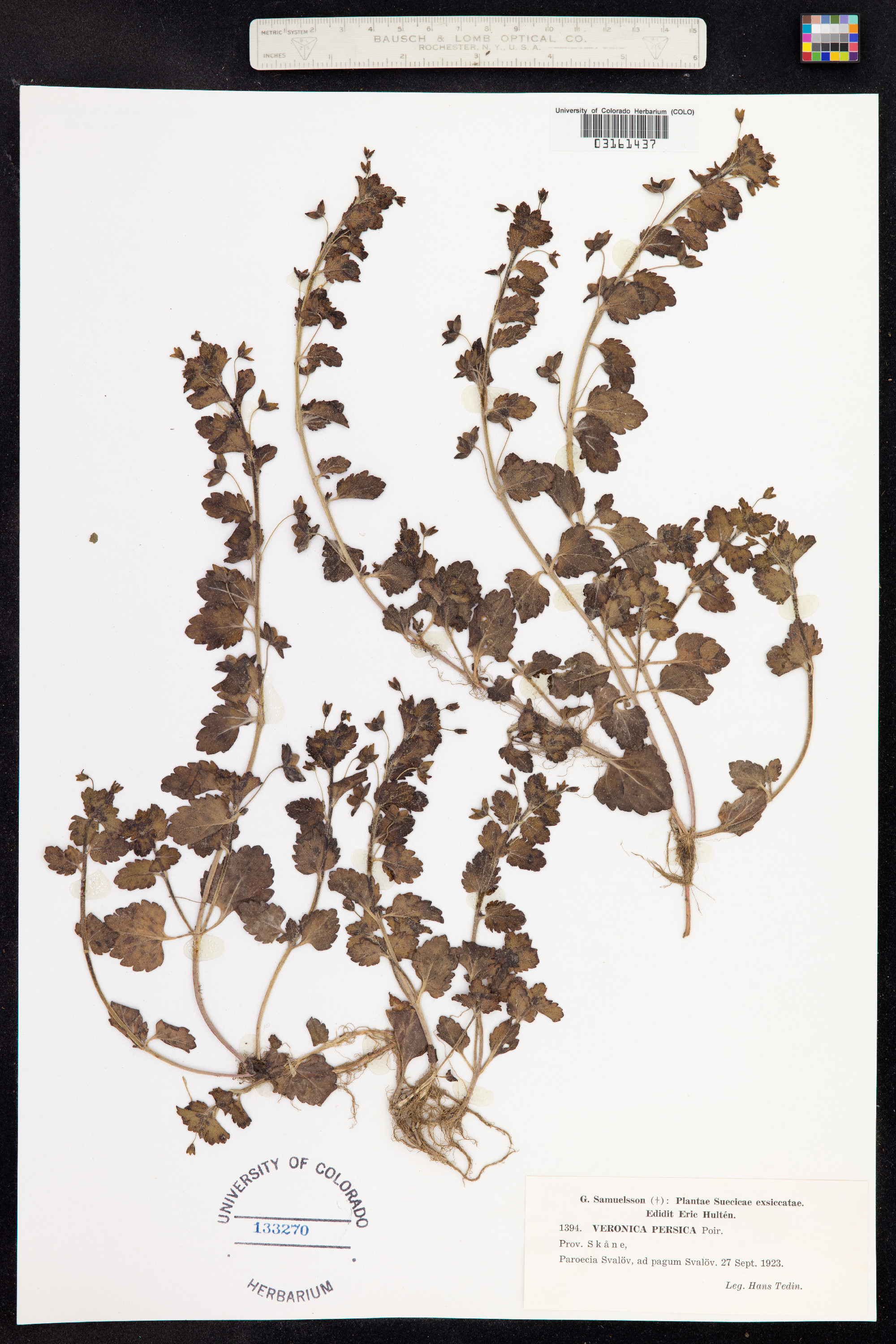 Veronica persica image