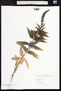 Veronica longifolia image