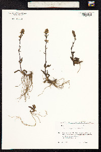 Veronica gentianoides image