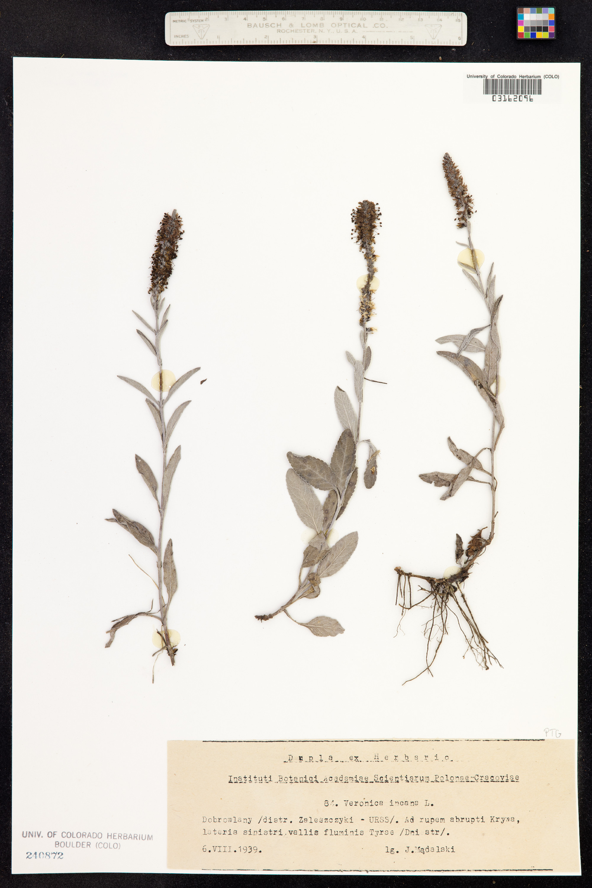 Veronica incana image