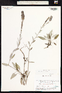 Veronica incana image