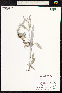 Veronica incana image