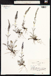 Veronica incana image