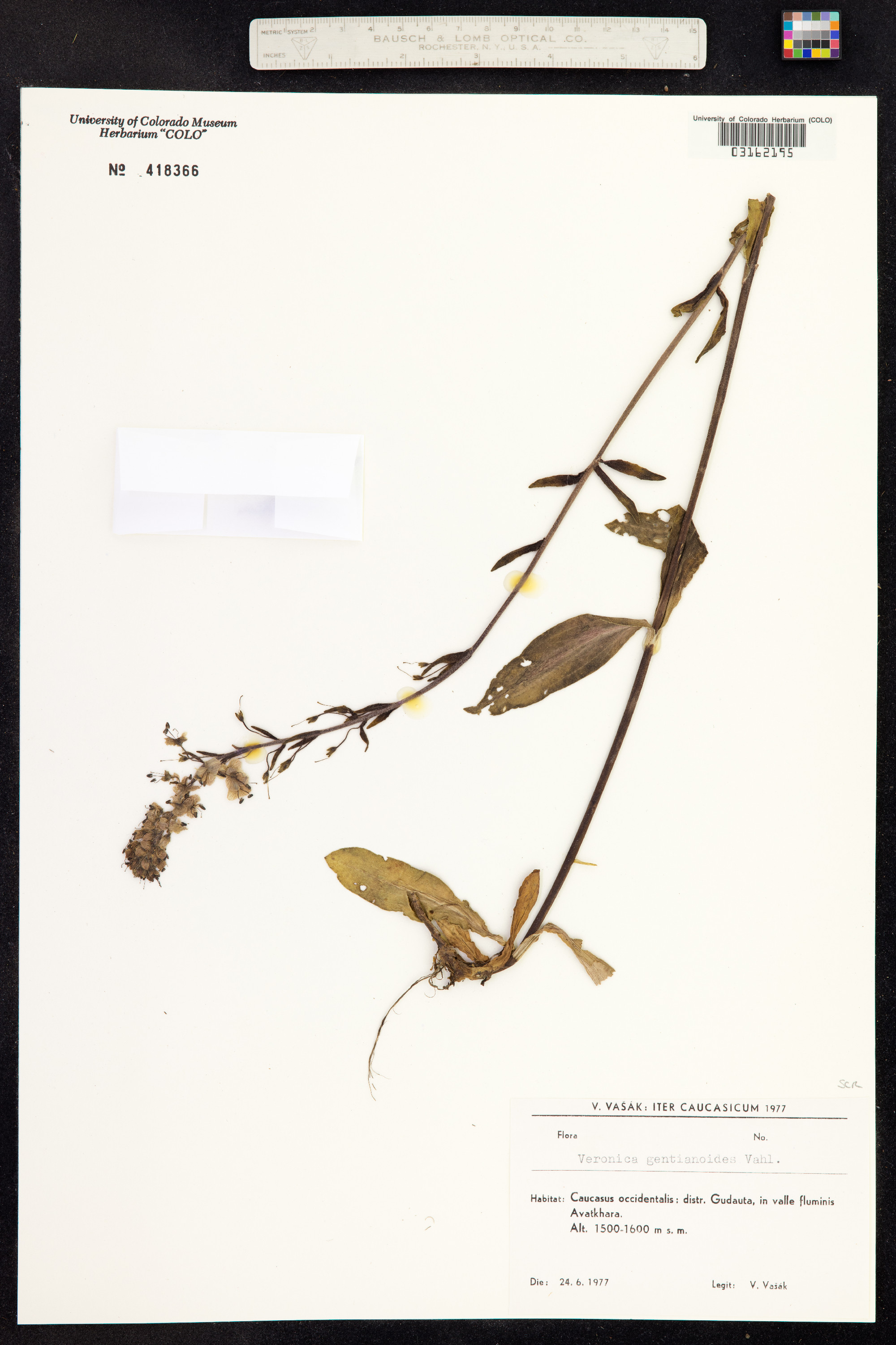 Veronica gentianoides image