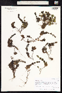 Veronica alpina image