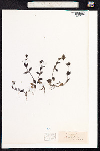 Veronica alpina image