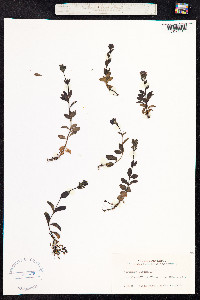 Veronica alpina image