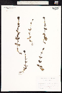 Veronica alpina image